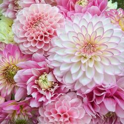 Jigsaw puzzle: Dahlias