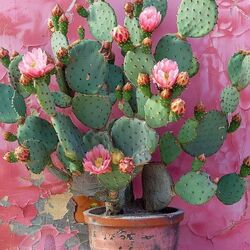 Jigsaw puzzle: Pink cactus