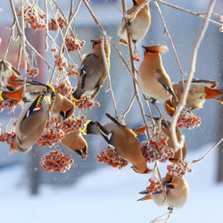 Jigsaw puzzle: Waxwings