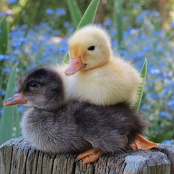 Jigsaw puzzle: Ducklings