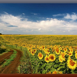 Jigsaw puzzle: Sunflowers by the road
