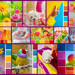 Jigsaw puzzle: Multi -colored collage