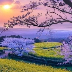 Jigsaw puzzle: Lilac distance