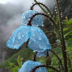 Jigsaw puzzle: Blue mountain poppy