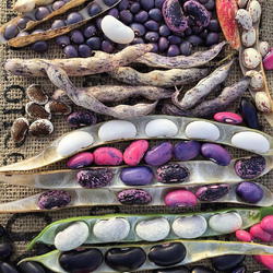 Jigsaw puzzle: Beans