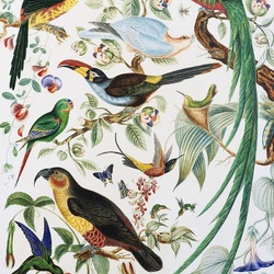 Jigsaw puzzle: Birds of the tropics