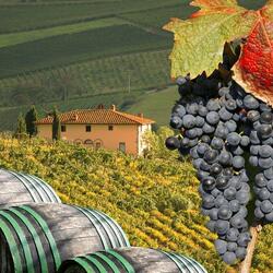 Jigsaw puzzle: Vineyards of Tuscany