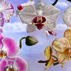 Jigsaw puzzle: Butterfly Orchids