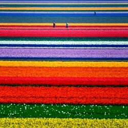 Jigsaw puzzle: Tulip field. Keukenhof