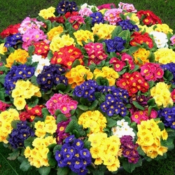 Jigsaw puzzle: Flower bed with primroses