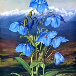Jigsaw puzzle: Blue Poppies - Meconopsis