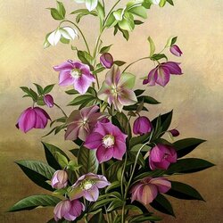 Jigsaw puzzle:  Hellebore