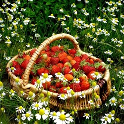 Jigsaw puzzle: Strawberries in daisies