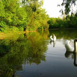 Jigsaw puzzle: Swans on the pond