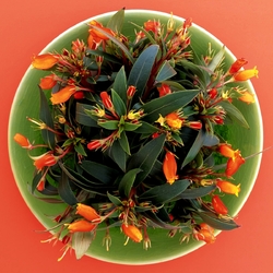 Jigsaw puzzle: Plate with flowers