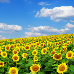 Jigsaw puzzle: Sunflower field