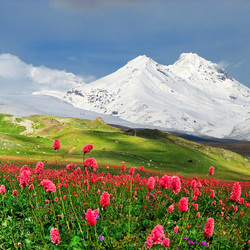Jigsaw puzzle: Meadow in the mountains