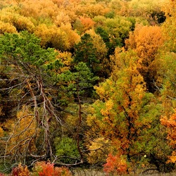 Jigsaw puzzle: Autumn fairy tale forest
