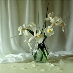 Jigsaw puzzle: White irises