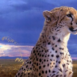 Jigsaw puzzle: Cheetah