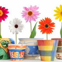 Jigsaw puzzle: Flowers in pots