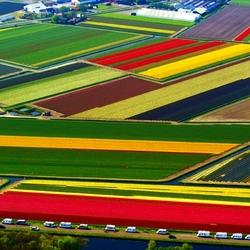 Jigsaw puzzle: Tulip fields. Netherlands