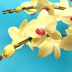 Jigsaw puzzle: Orchid twigs