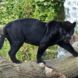 Jigsaw puzzle: Panther