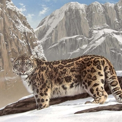 Jigsaw puzzle: Snow Leopard