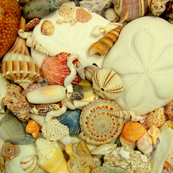 Jigsaw puzzle: Shells