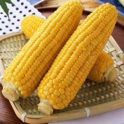 Jigsaw puzzle: Corn