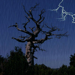 Jigsaw puzzle: The tree fights the storm