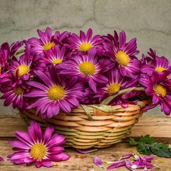 Jigsaw puzzle: Purple chrysanthemums