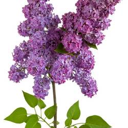 Jigsaw puzzle: Sprig of lilac