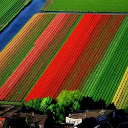 Jigsaw puzzle: Tulip fields near Lisse