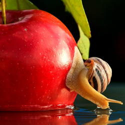 Jigsaw puzzle: Snail and apple