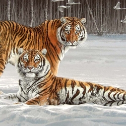 Jigsaw puzzle: Amur tigers