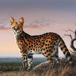 Jigsaw puzzle: Serval