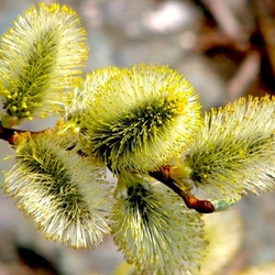 Jigsaw puzzle: Pussy willow