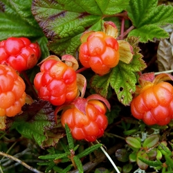 Jigsaw puzzle: Cloudberry