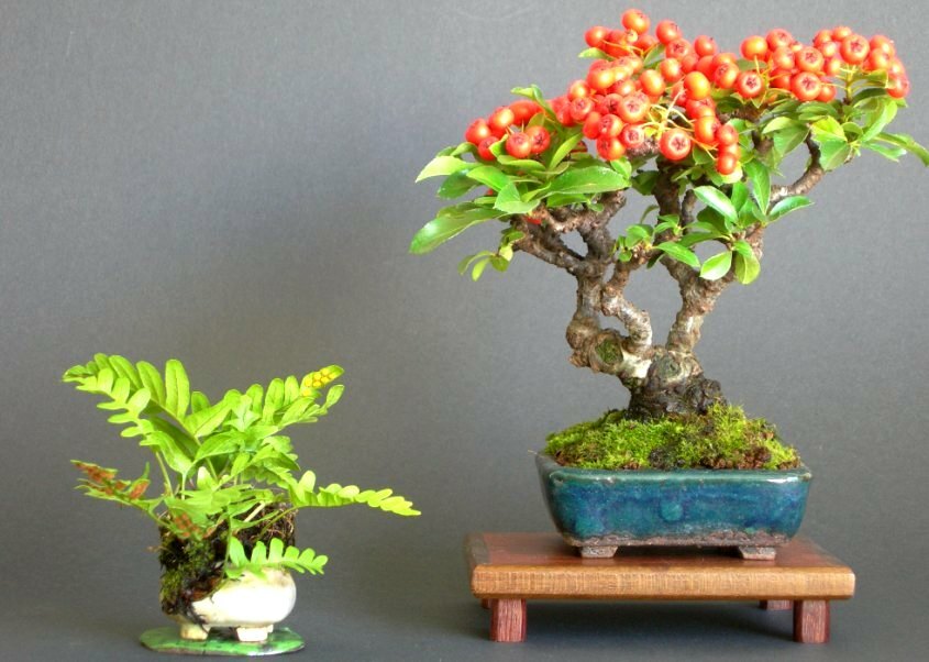 Jigsaw puzzle «Bonsai» solve jigsaw puzzles online PuzzleIt