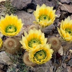 Jigsaw puzzle: Blooming cacti