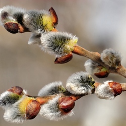 Jigsaw puzzle: Pussy willow