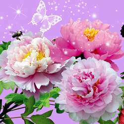 Jigsaw puzzle: Peonies and butterflies