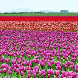 Jigsaw puzzle: Holland tulips