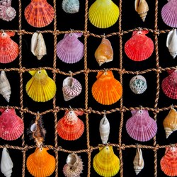 Jigsaw puzzle: Set of seashells