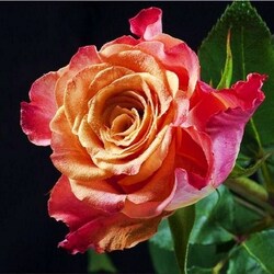 Jigsaw puzzle: Beautiful rose