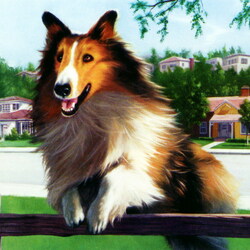 Jigsaw puzzle: Collie