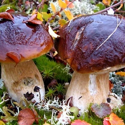 Jigsaw puzzle: Mushrooms of the Arctic