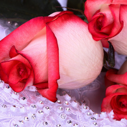 Jigsaw puzzle: Roses for a wedding
